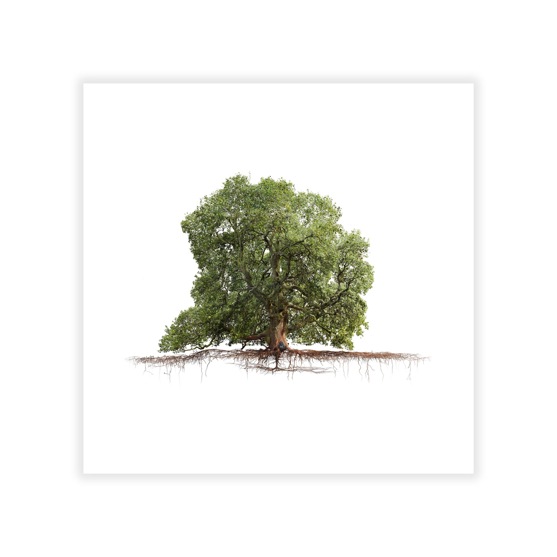 Artwork of a green oak tree with roots on a white background