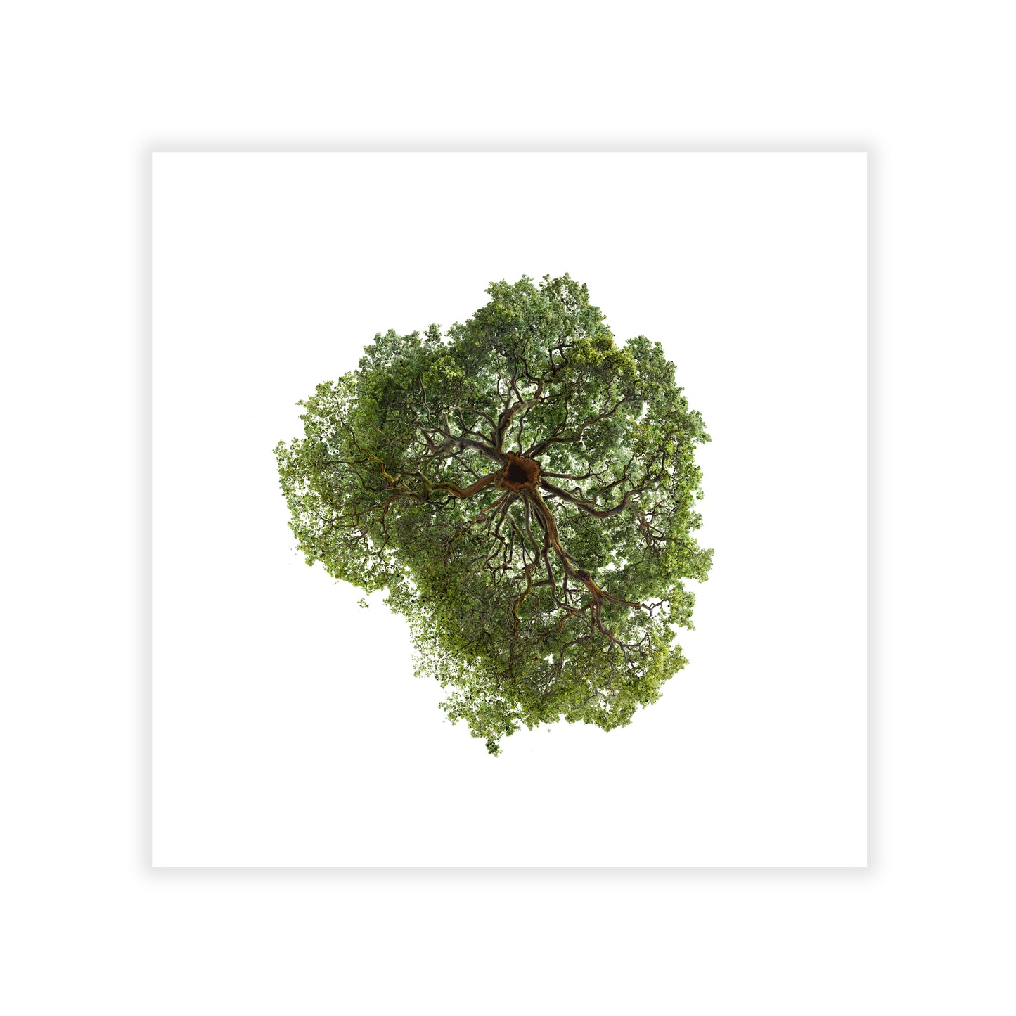 Artwork of a green tree on a white background
