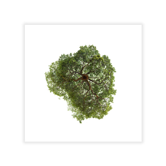 Artwork of a green tree on a white background