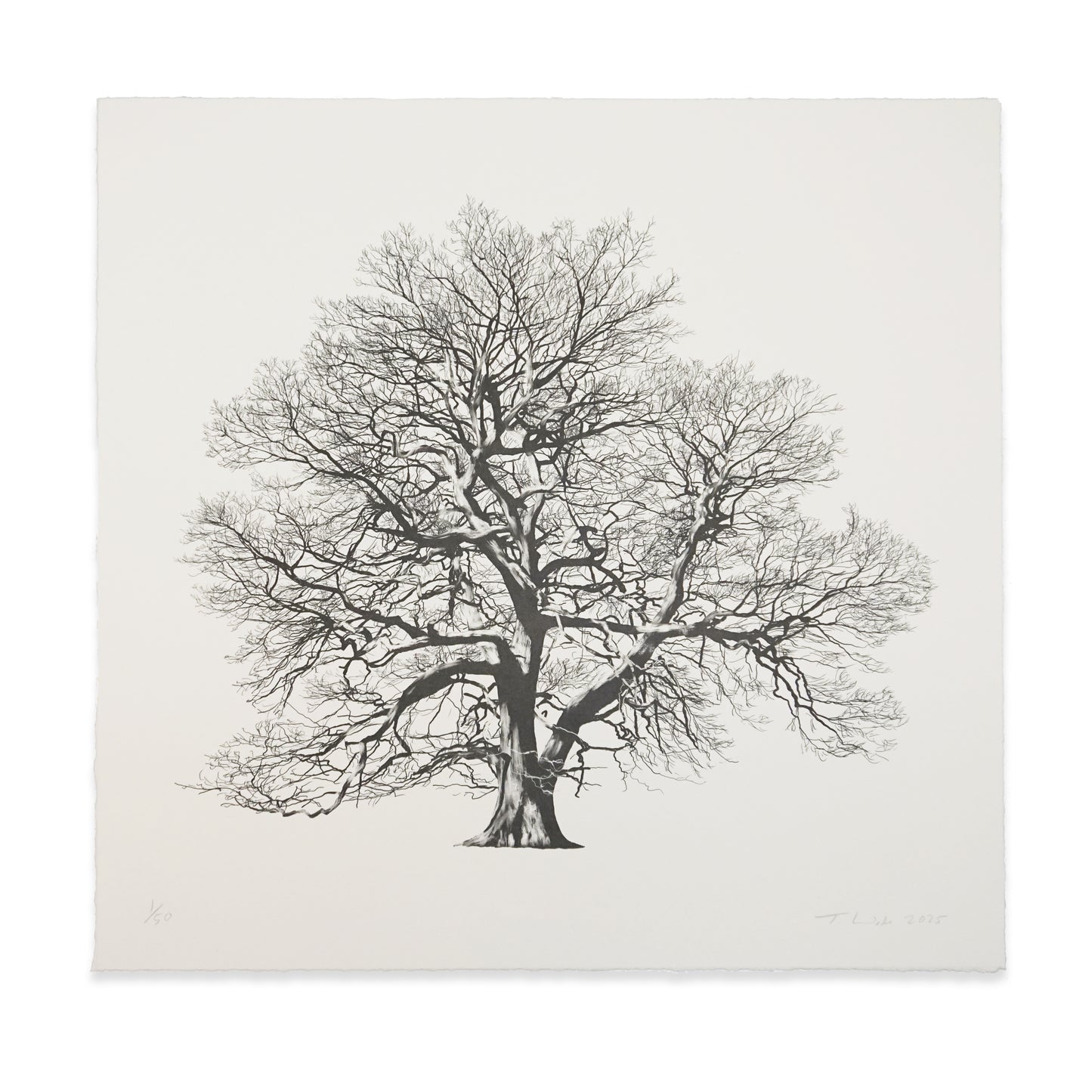Tony Wade: Veteran Pedunculate Oak (Winter)