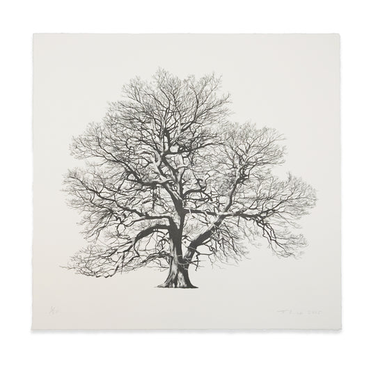 Tony Wade: Veteran Pedunculate Oak (Winter)